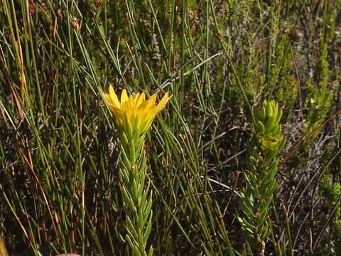 Image of Lachnaea aurea Eckl. & Zeyh. ex Meissn.