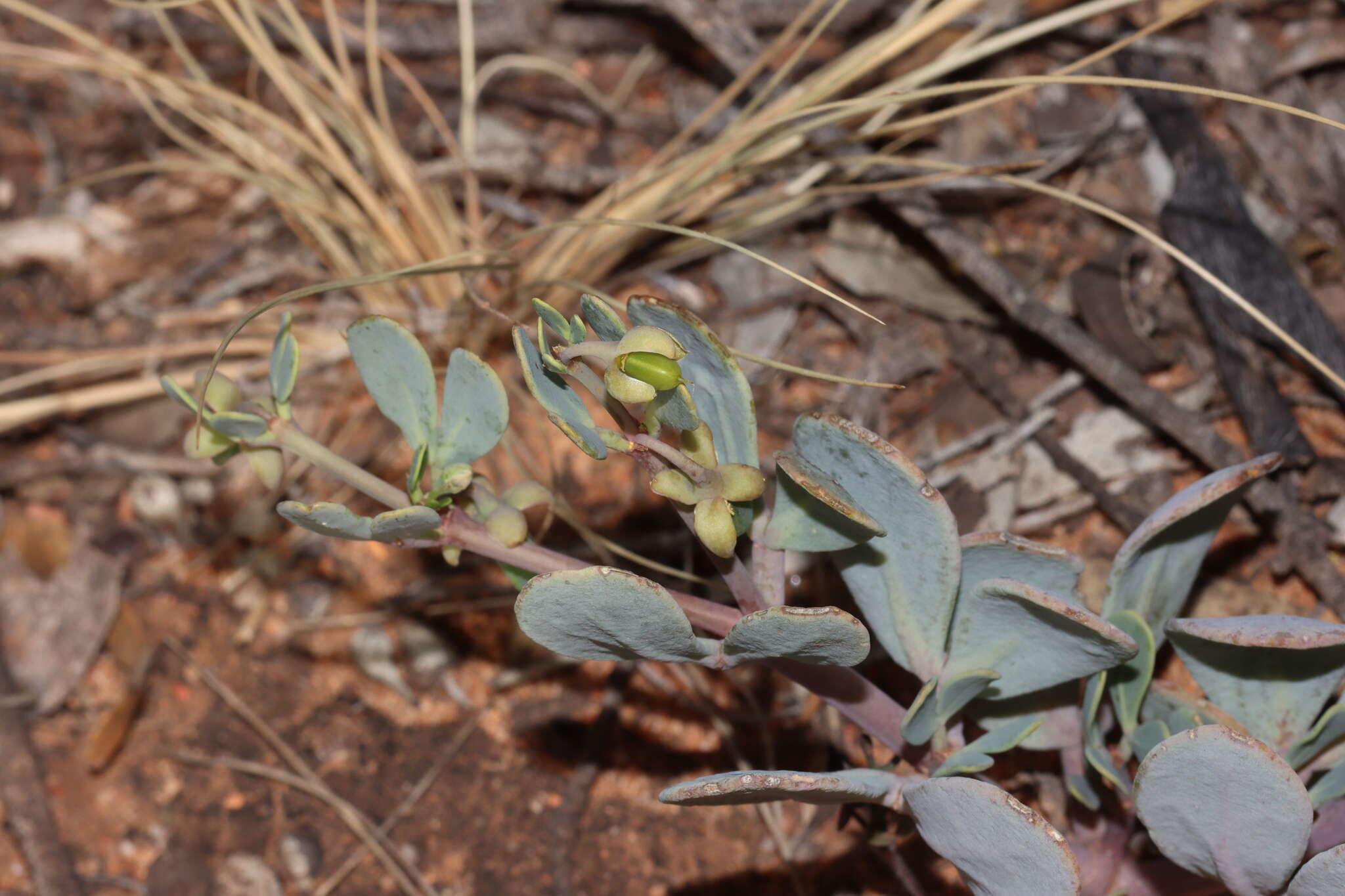 صورة Roepera glauca (F. Müll.) Beier & Thulin