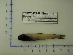 Image of Deepwater Lanternfish