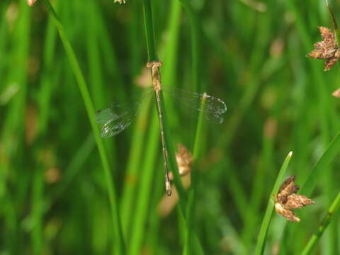 Image of Lestes undulatus Say 1840