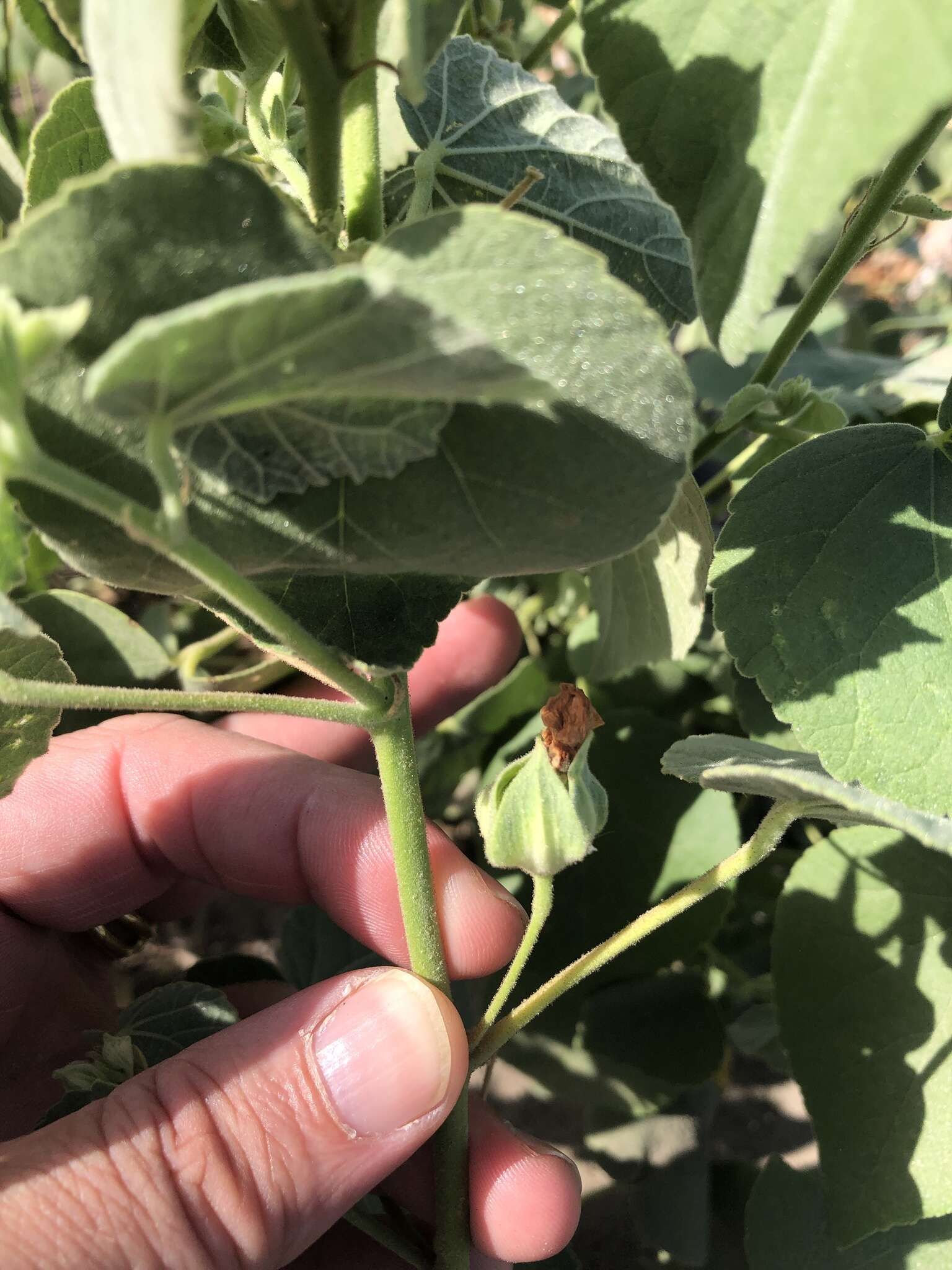 Image of Berlandier's Indian mallow