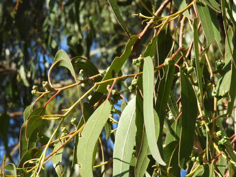 Image of Eucalyptus globulus subsp. pseudoglobulus (Naud. ex Maiden) Kirkpatrick