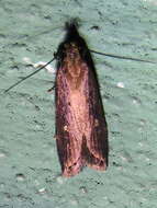 Image of Eyeringed Chionodes Moth