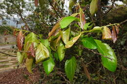 Слика од Glochidion lanceolatum Hayata