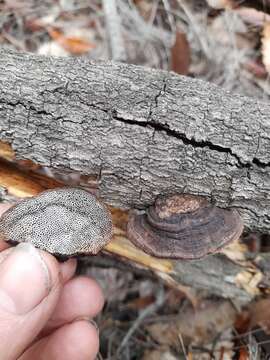 Image de Phaeotrametes decipiens (Berk.) J. E. Wright 1966