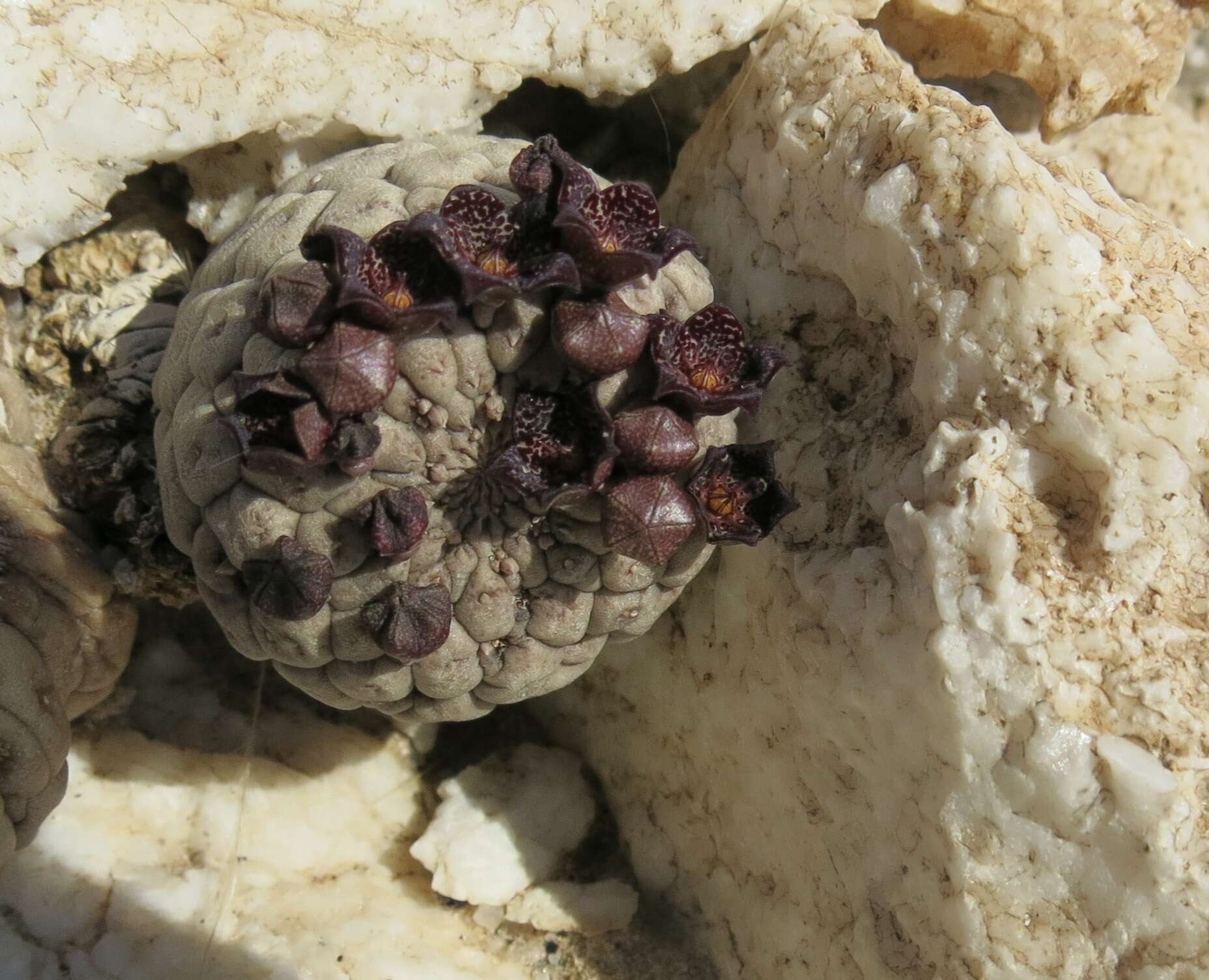 Sivun Ceropegia marlothii (N. E. Br.) Bruyns kuva