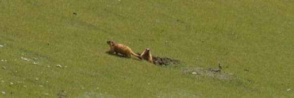 Imagem de Marmota caudata (Geoffroy 1844)