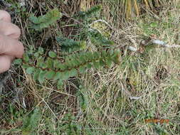 Image of Veronica macrantha Hook. fil.