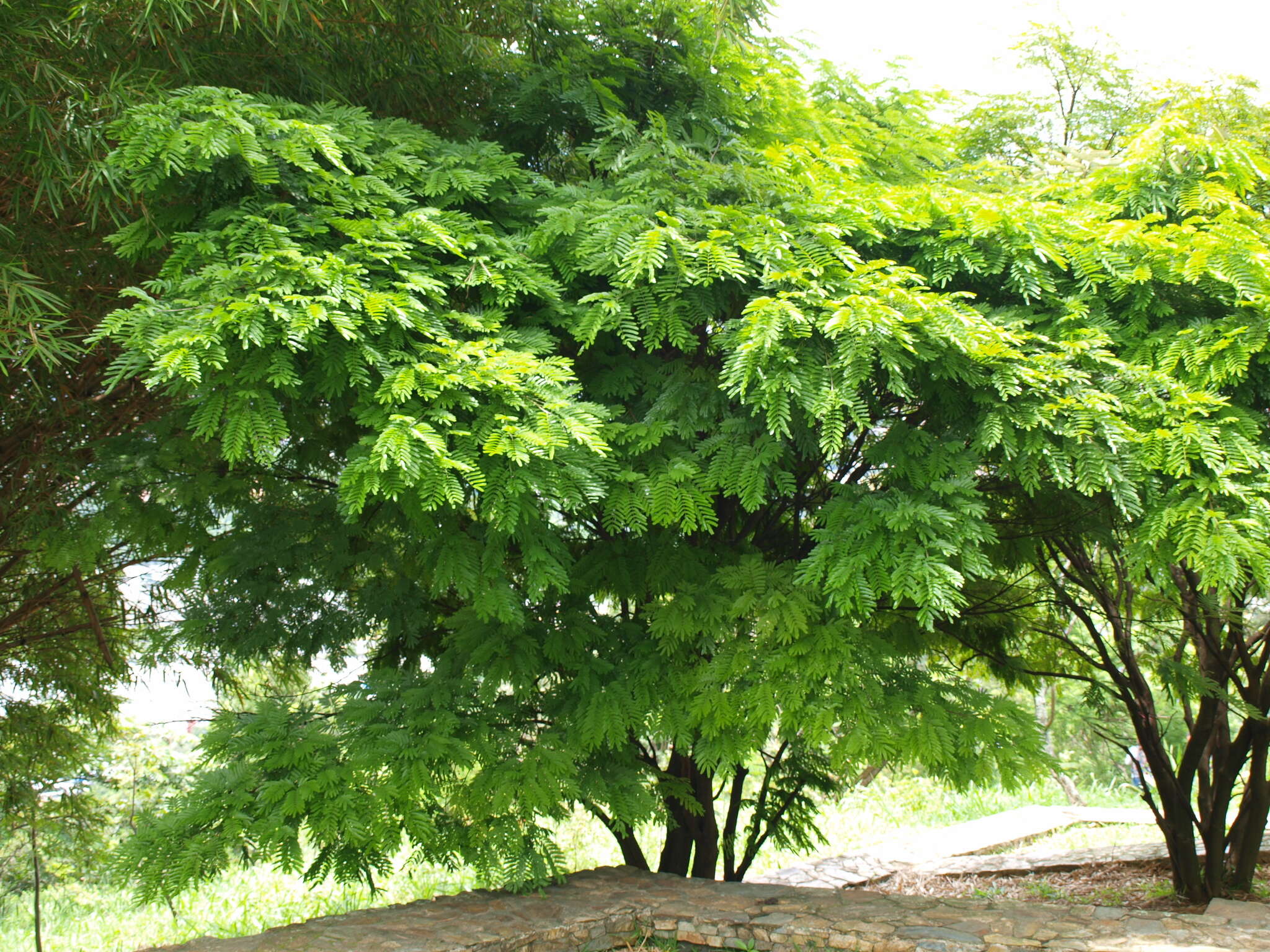 Image of <i>Cenostigma pluviosum</i> var. <i>peltophoroides</i>