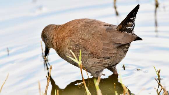 Image of Spotless Crake