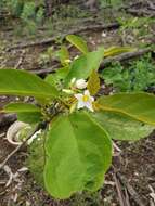 Image of Solanum ferrugineum Jacq.