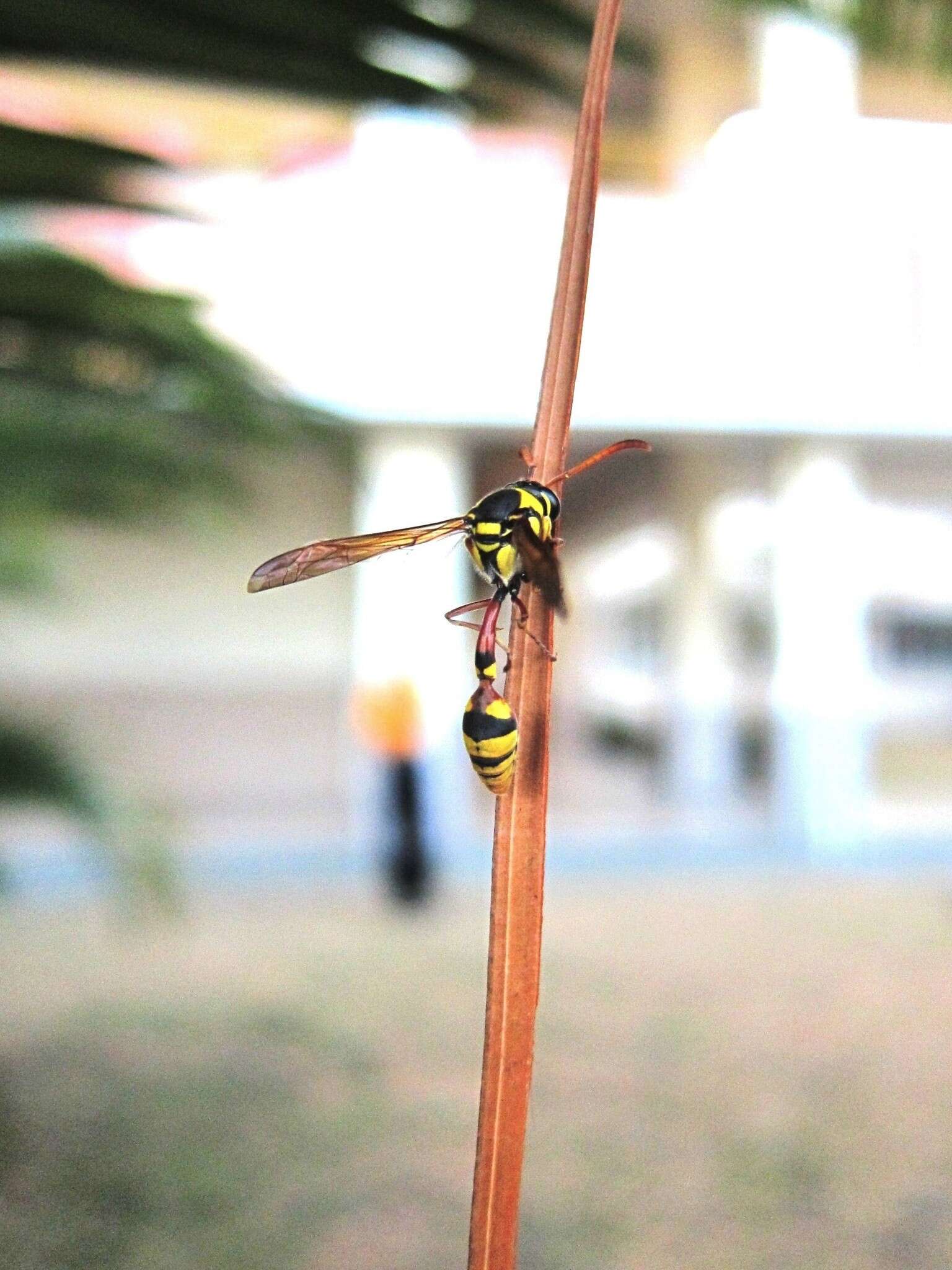 Image of Yellow and black potter wasp