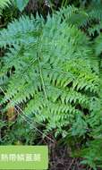 Image of Limp-Leaf Fern