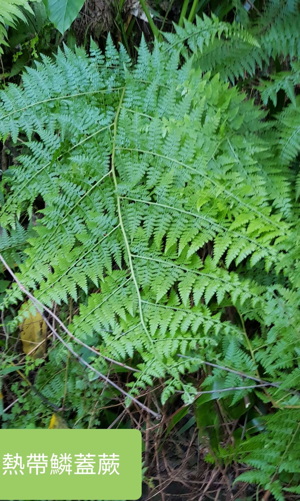 Sivun Microlepia speluncae (L.) Moore kuva