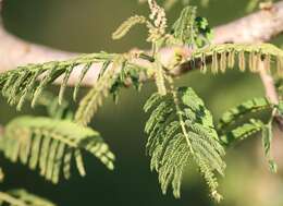 Image of Common albizia