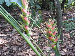 Heliconia wagneriana Petersen的圖片