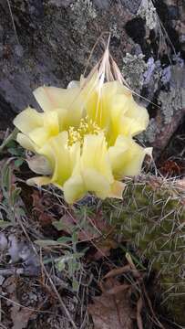 Image of hairspine pricklypear