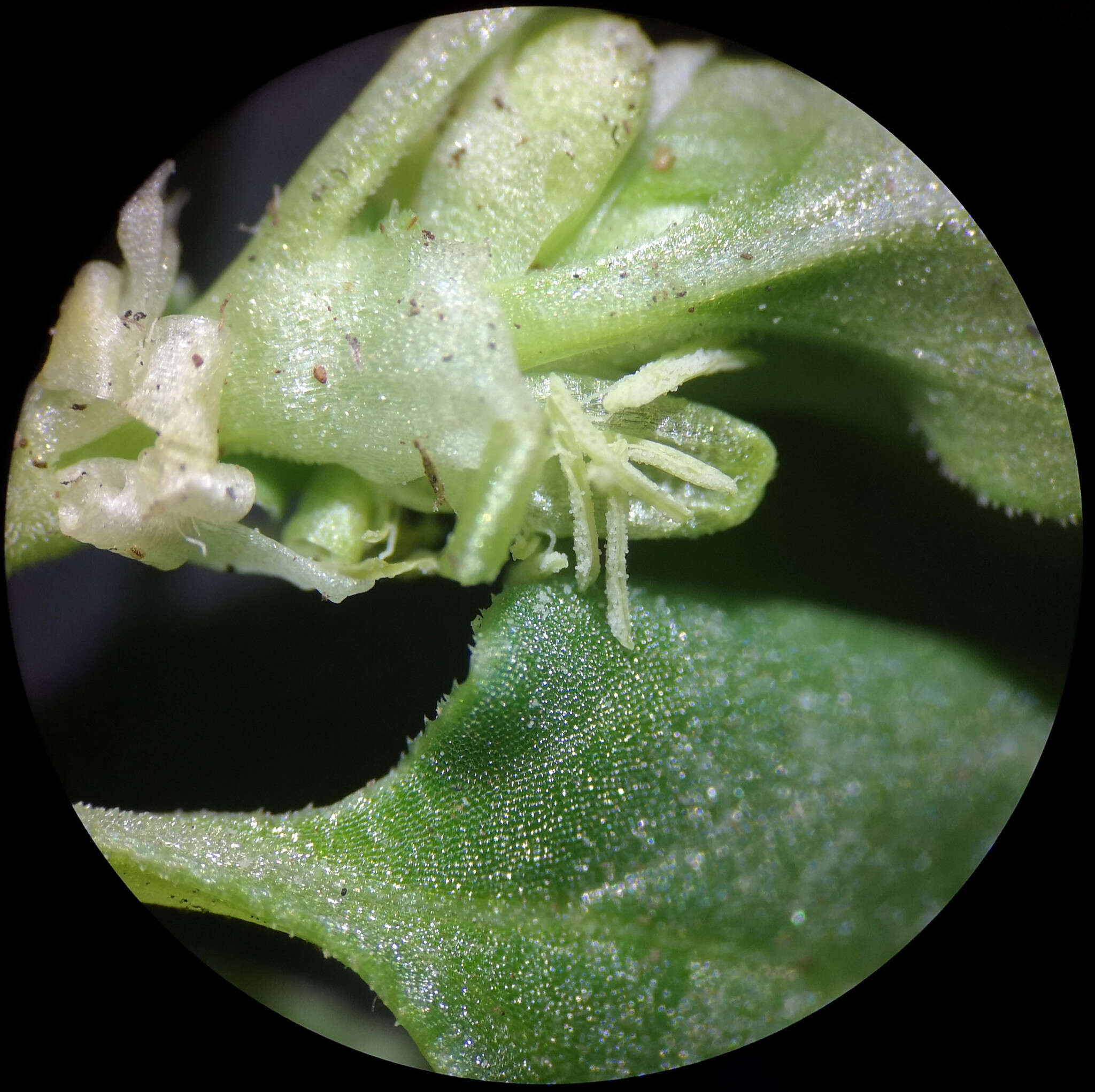 Image of Theligonum cynocrambe L.