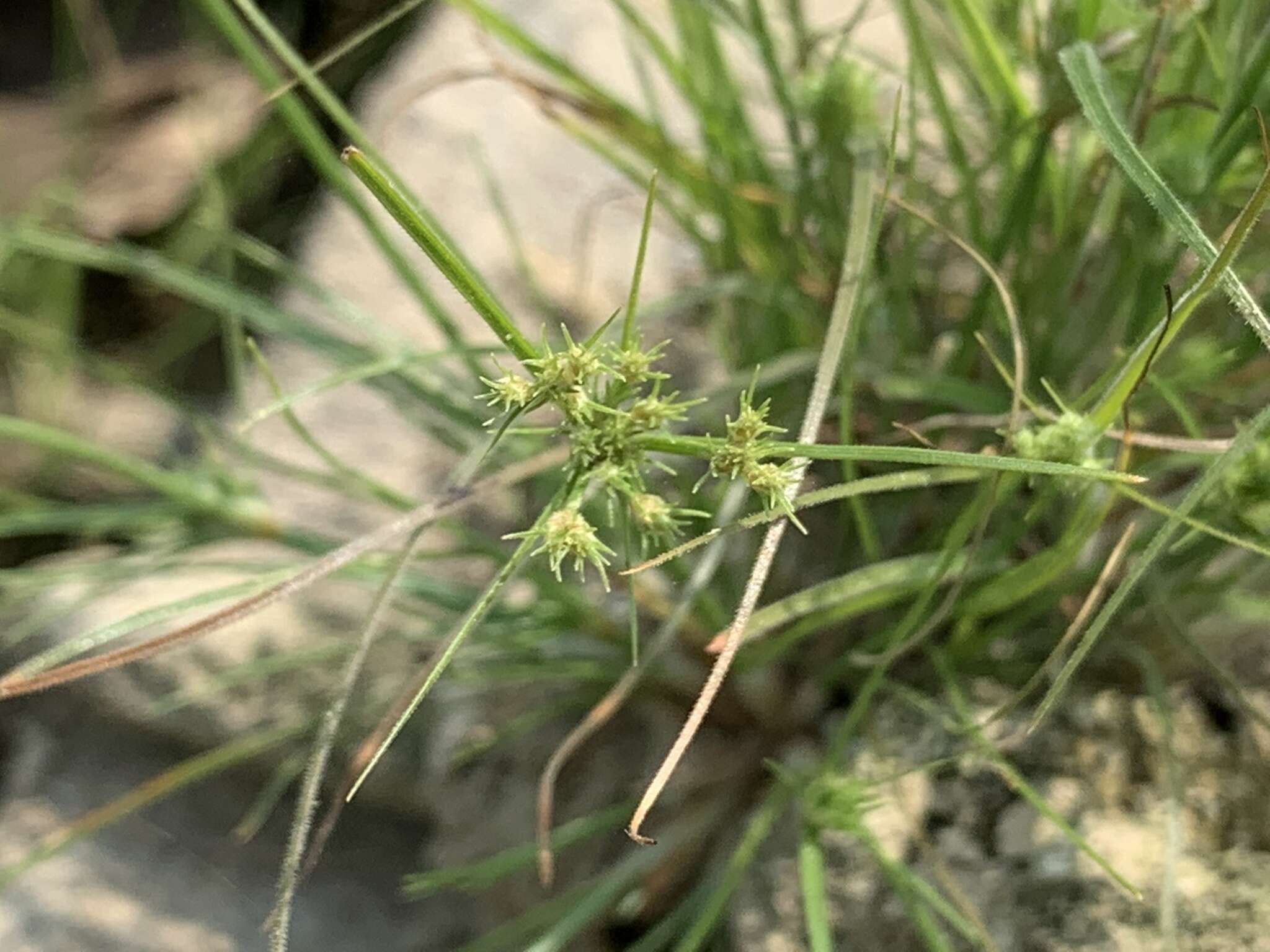 Image of Fimbristylis squarrosa Vahl