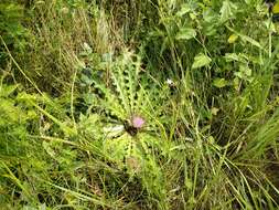 Imagem de Cirsium esculentum (Siev.) C. A. Mey.