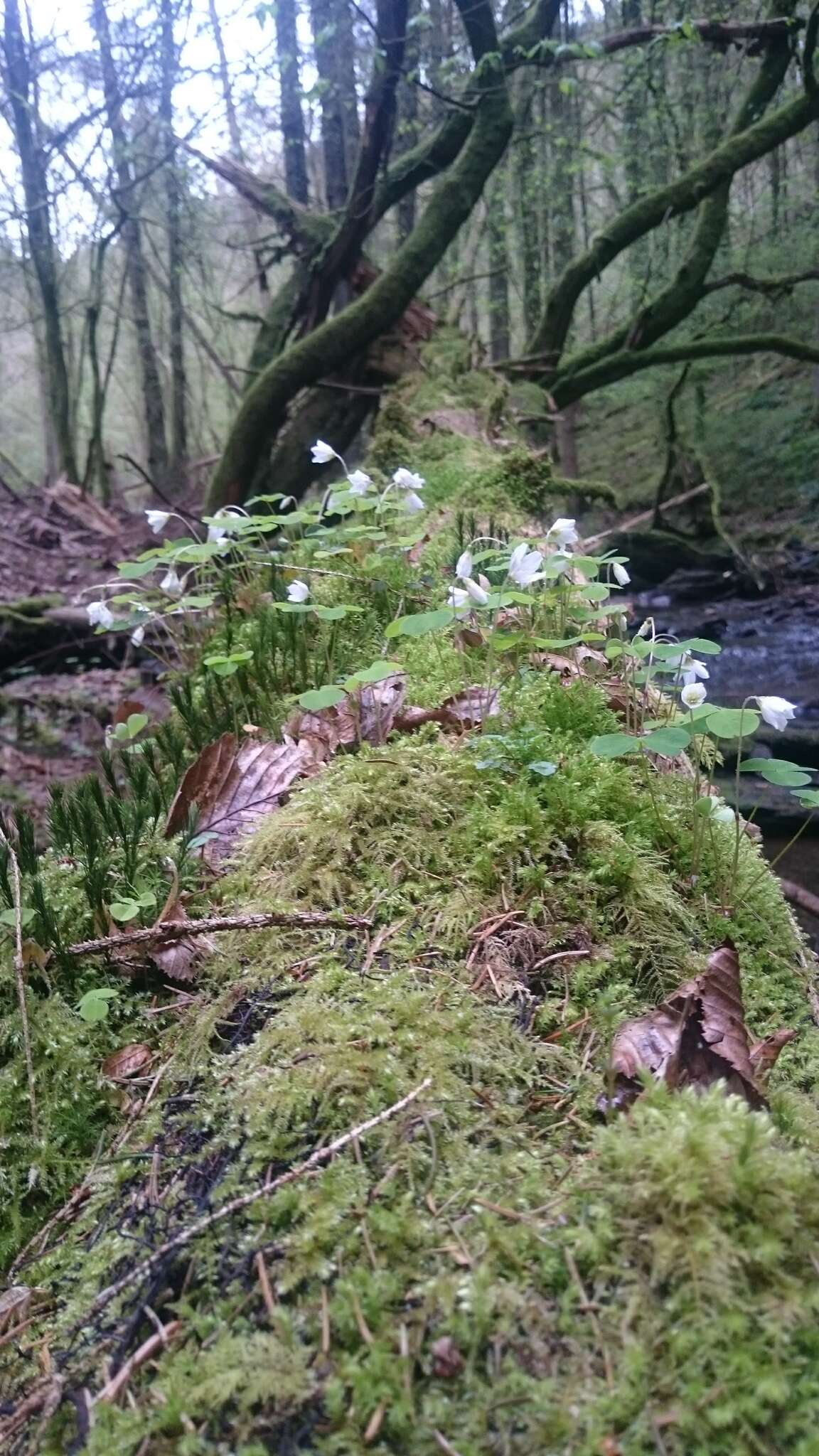 Imagem de Oxalis acetosella L.