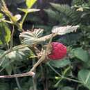 Image de Rubus idaeus subsp. idaeus
