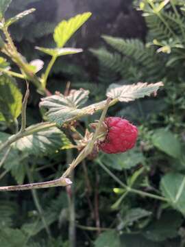 Image of American red raspberry
