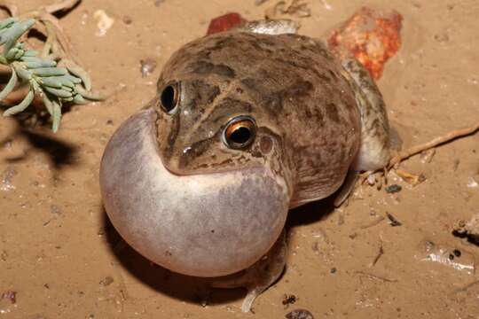 Image of Knife-footed Frog