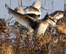 Image of Dowitcher