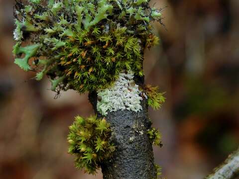 Image of Physcia pumilior R. C. Harris