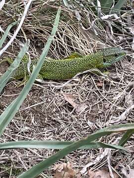 Image of Lacerta bilineata bilineata Daudin 1802