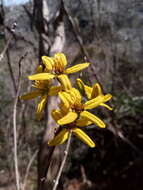 صورة Tristellateia dulcamara A. Juss.