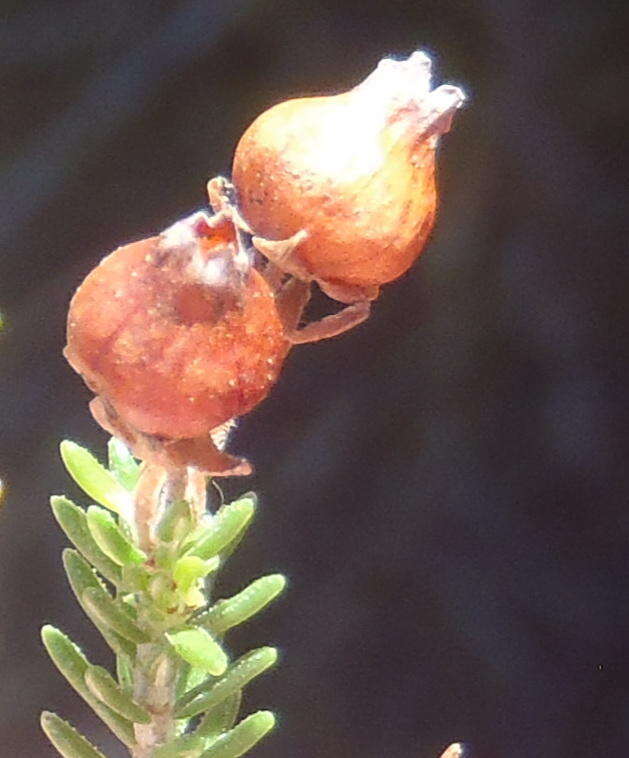 Image of Erica glomiflora var. glomiflora