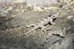 Image of Black-nosed Lizard