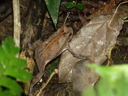 Image of Rhinella sternosignata (Günther 1858)