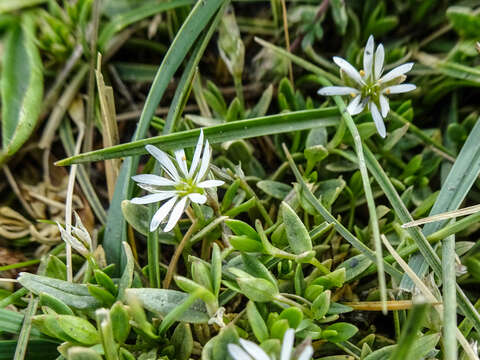 Image of Stellaria depressa E. Schmid