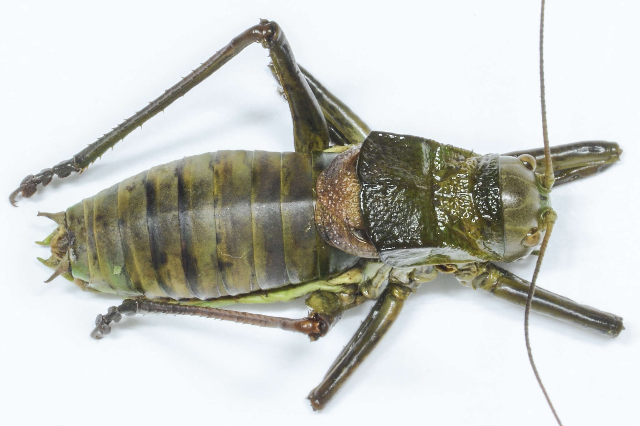 Image of Lluciapomaresius asturiensis (Bolívar & I. 1898)