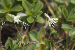 Image de Silene saxatilis Sims