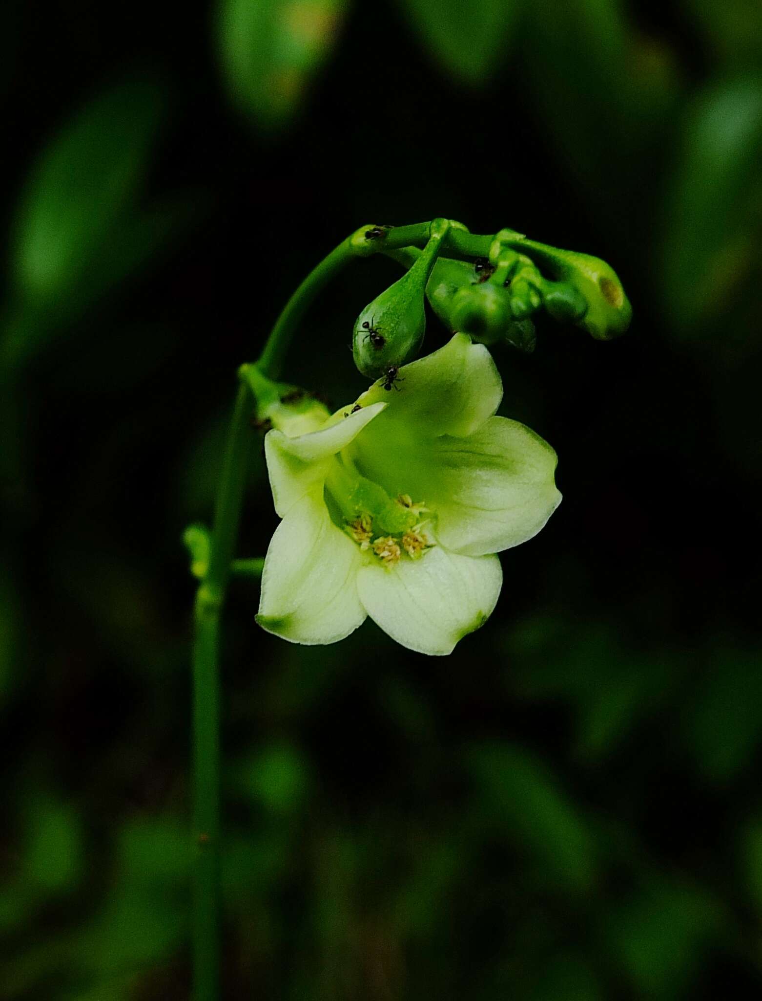 Image of Chelonanthus grandiflorus (Aubl.) E. Hassl.