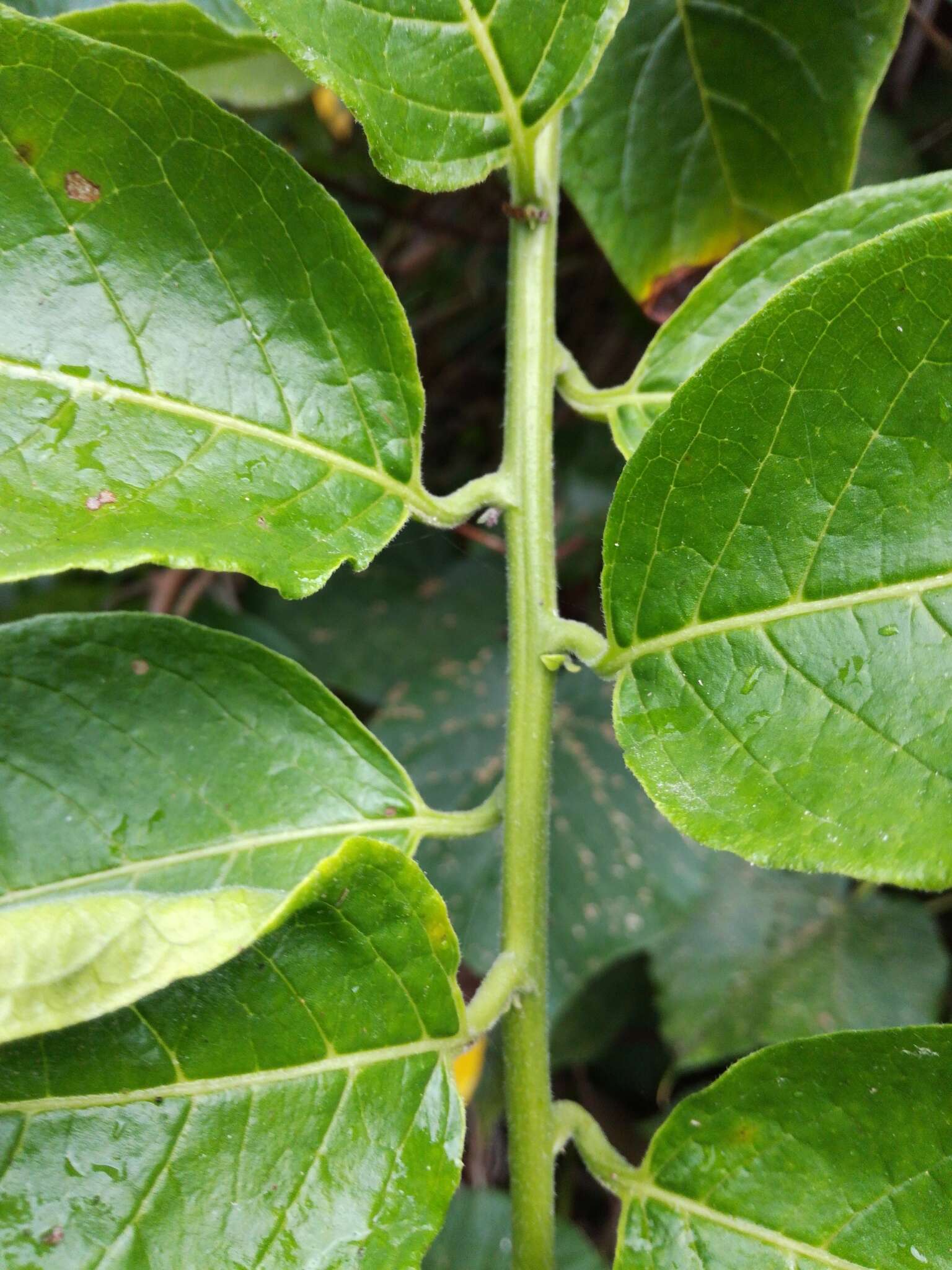 Image of Heliotropium sarmentosum (Lam.) Craven