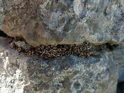 Image of fishscale lichen