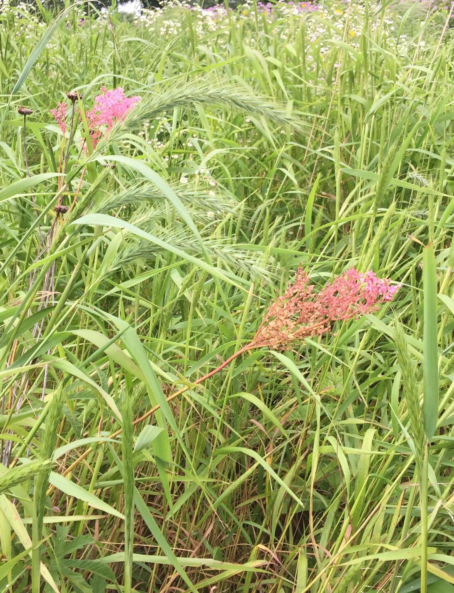 Plancia ëd Filipendula rubra (Hill) B. L. Robins.