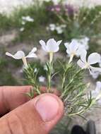 Image of prairie phlox