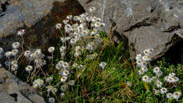 Image of Anaphalioides bellidioides (G. Forst.) D. Glenny