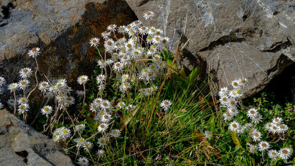 Plancia ëd Anaphalioides bellidioides (G. Forst.) D. Glenny