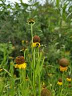 Image de Helenium mexicanum Kunth