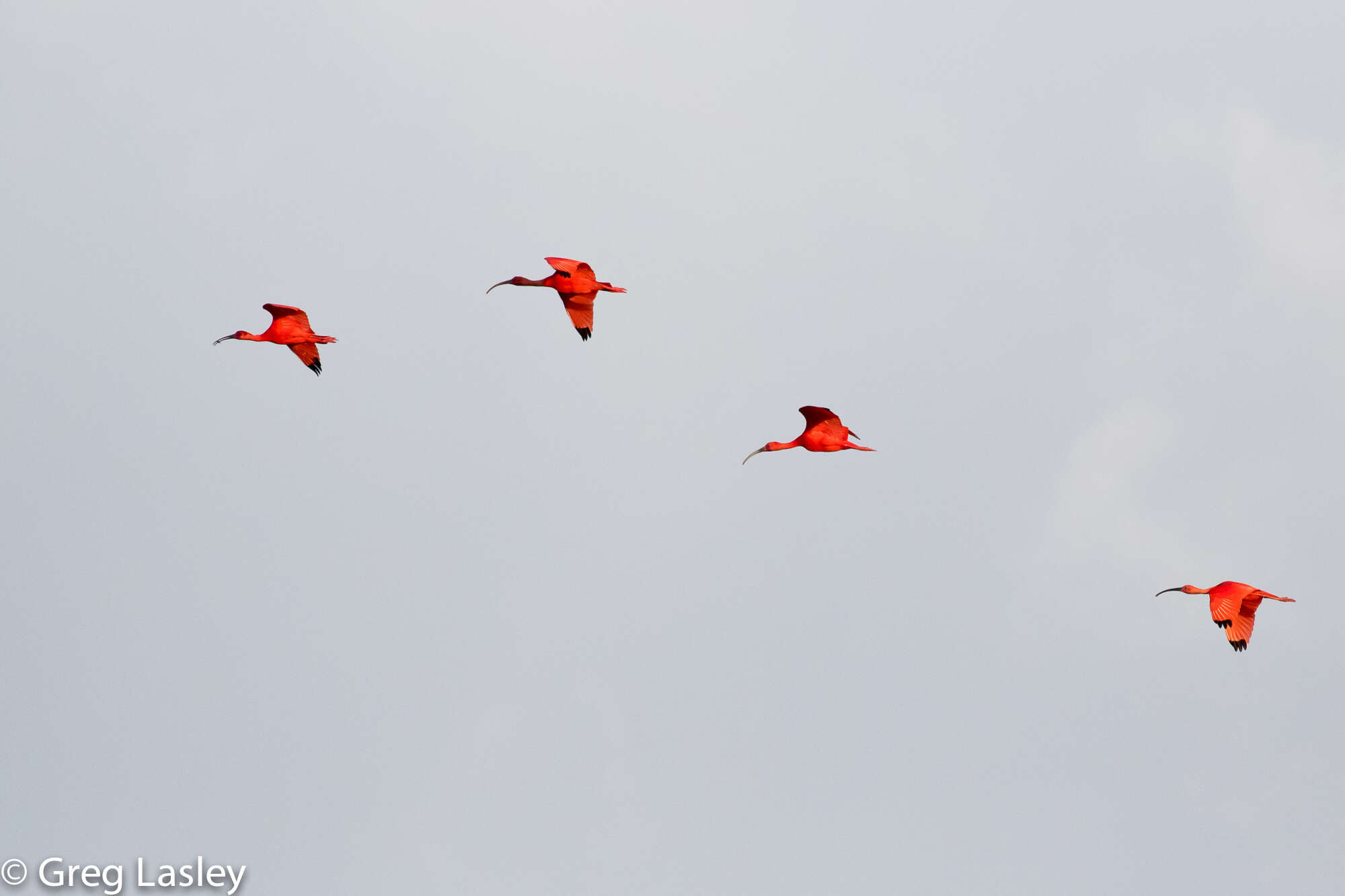 Image of Scarlet Ibis