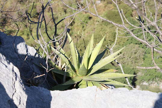 Sivun Agave angustiarum Trel. kuva