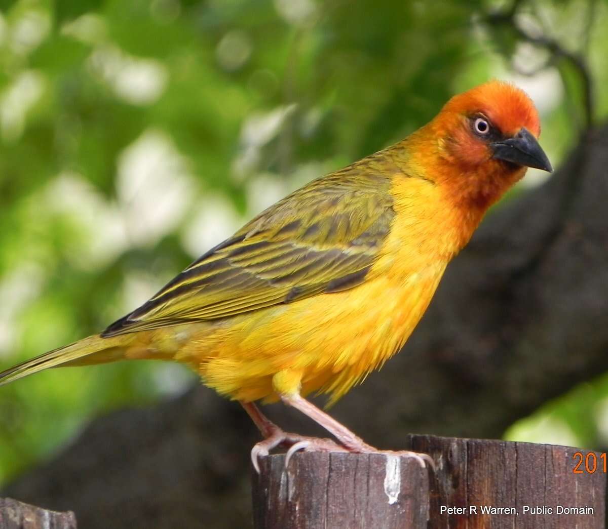 Image of Cape Weaver