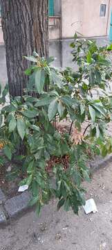 Image of Solanum argentinum Bitter & Lillo